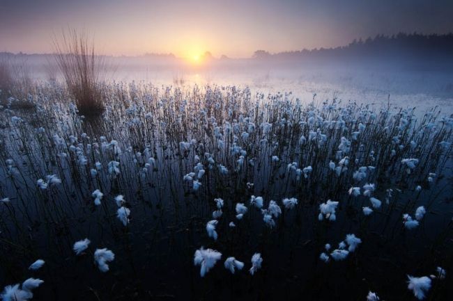 Переможці фотоконкурсу & laquo; International Garden Photographer of the Year & raquo ;: частина перша