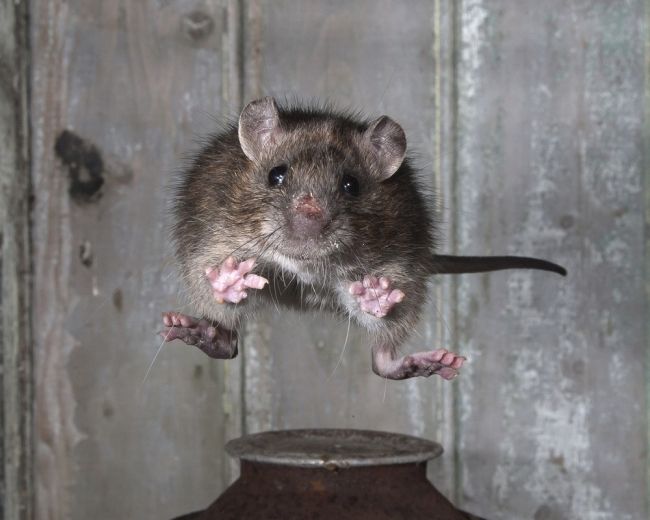 Победители и финалисты фотоконкурса «Mammal Photographer of the Year 2013»