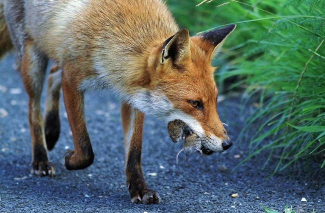 Победители и финалисты фотоконкурса «Mammal Photographer of the Year 2013»