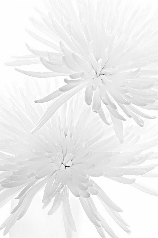 Переможці фотоконкурсу & laquo; International Garden Photographer of the Year & raquo ;: частина третя