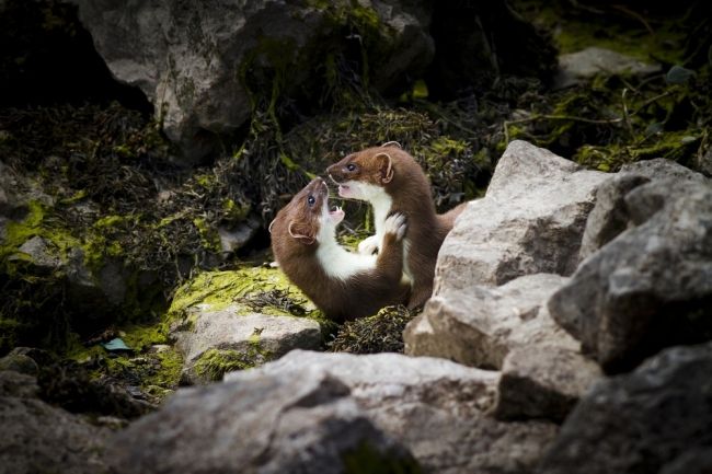 Победители и финалисты фотоконкурса «Mammal Photographer of the Year 2013»