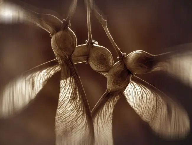 Победители фотоконкурса «International Garden Photographer of the Year»: часть третья