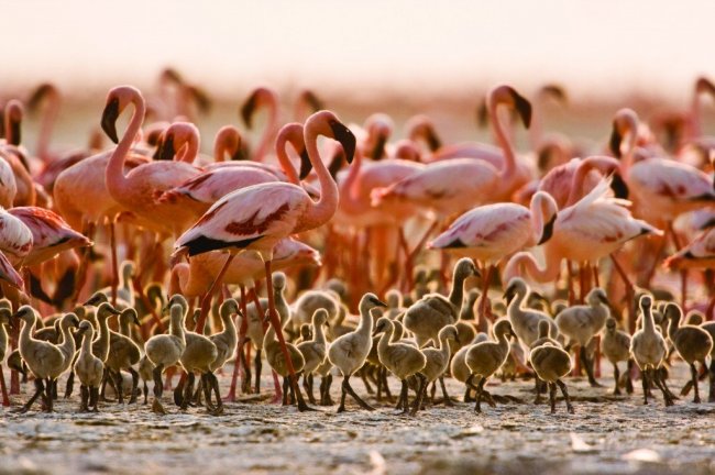 Red and pink Lake Natron in Tanzania