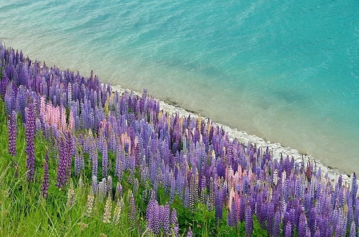 Цветущие люпины у озера Текапо