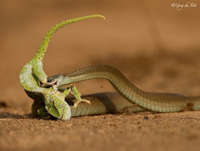 Hi, dinner: animals before eating