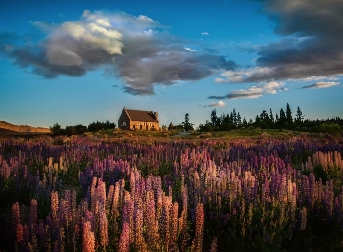 Flowering lupines at Lake Tekapo