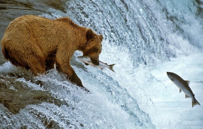 Hi, dinner: animals before eating