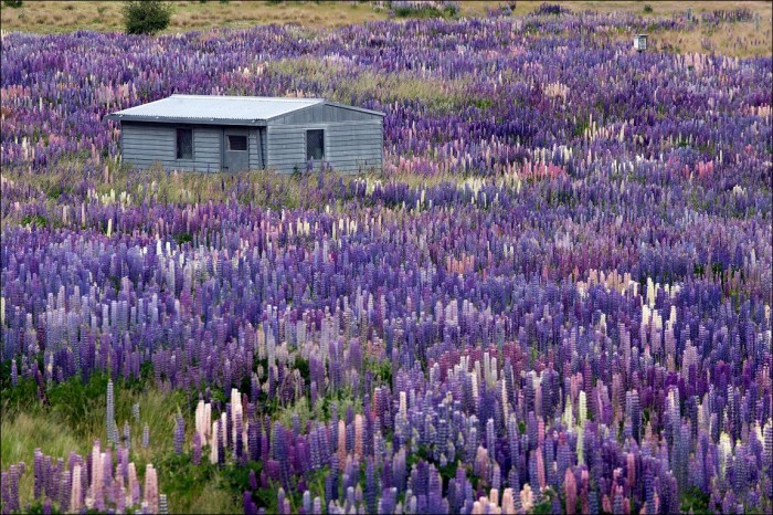 Flowering lupines by Lake Tekapo