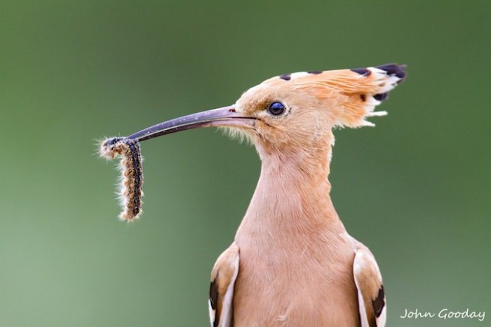 Hello, dinner: animals before eating