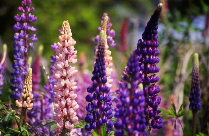 Flowering lupines by Lake Tekapo