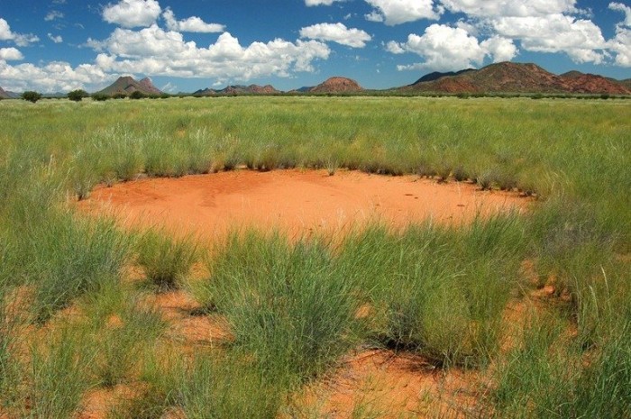 Mysterious circles in the Namib desert