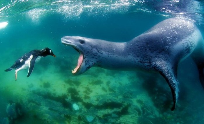 Hello, dinner: animals before eating