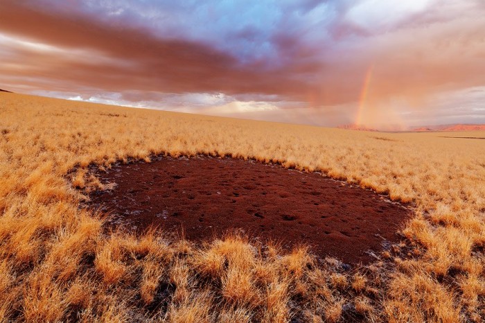 Mysterious circles in the Namib desert