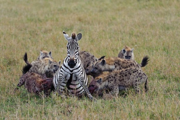 Hello, dinner: animals before eating