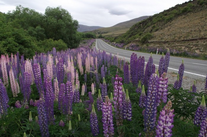 Flowering lupines at Lake Tekapo