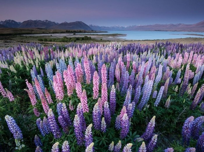 Flowering lupines at Lake Tekapo