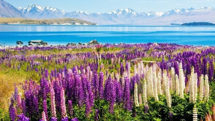 Flowering lupines by Lake Tekapo