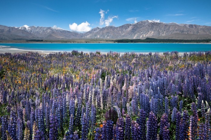 Flowering lupines by Lake Tekapo