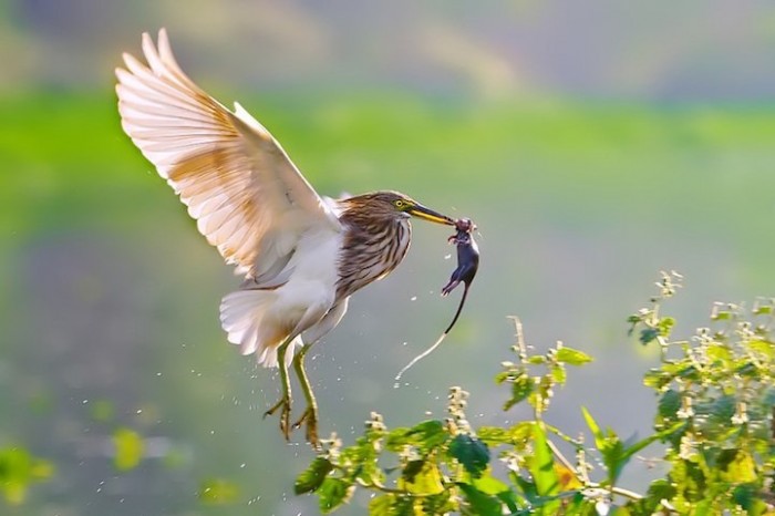 Hi, dinner: animals before eating