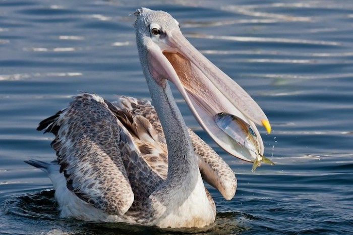 Hello, dinner: animals before eating