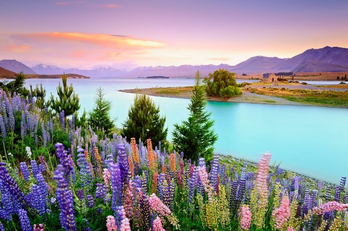 Flowering lupines by Lake Tekapo