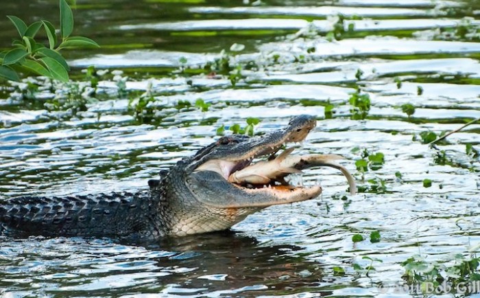 Hello, dinner: animals before eating