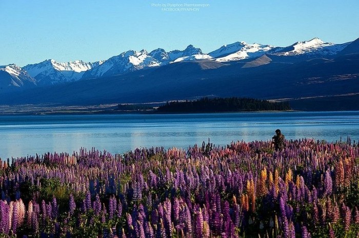 Flowering lupines at Lake Tekapo