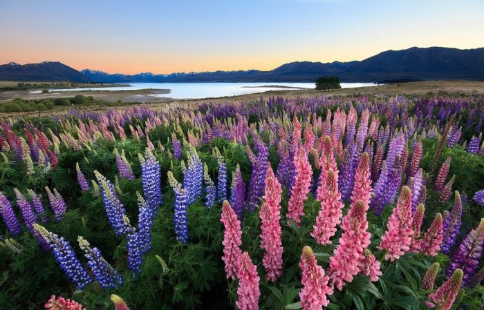 Flowering lupines by Lake Tekapo