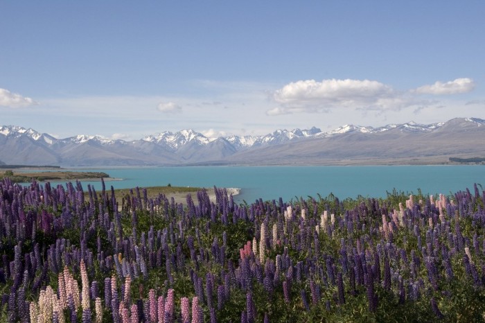 Flowering lupines at Lake Tekapo