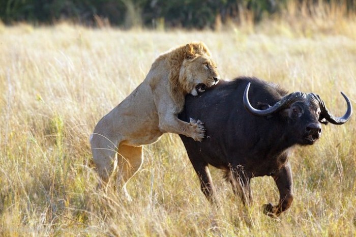 Hi, dinner: animals before eating