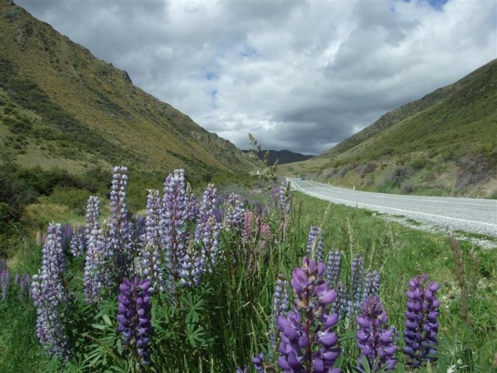 Flowering lupines at Lake Tekapo