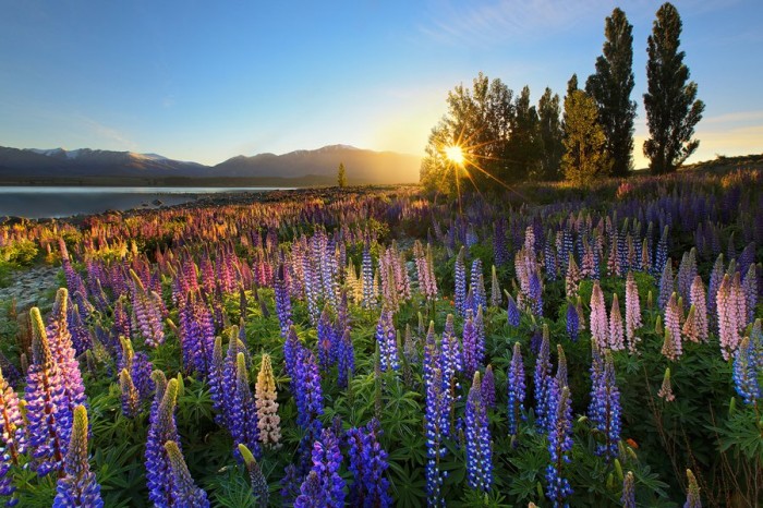 Flowering lupines at Lake Tekapo