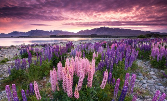 Flowering lupines at Lake Tekapo