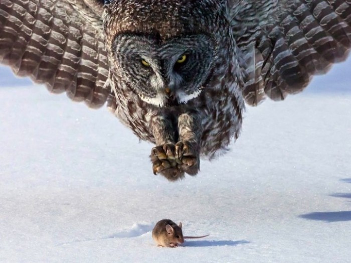 Hi, dinner: animals before eating