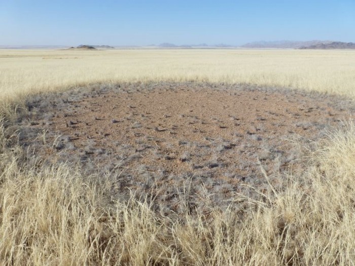 Mysterious circles in the Namib desert