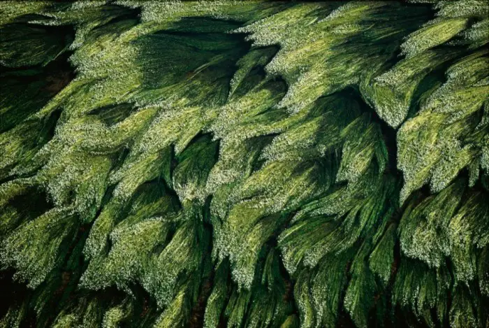 Планета Земля в объективе Яна Артюс-Бертрана (Yann Arthus-Bertrand)