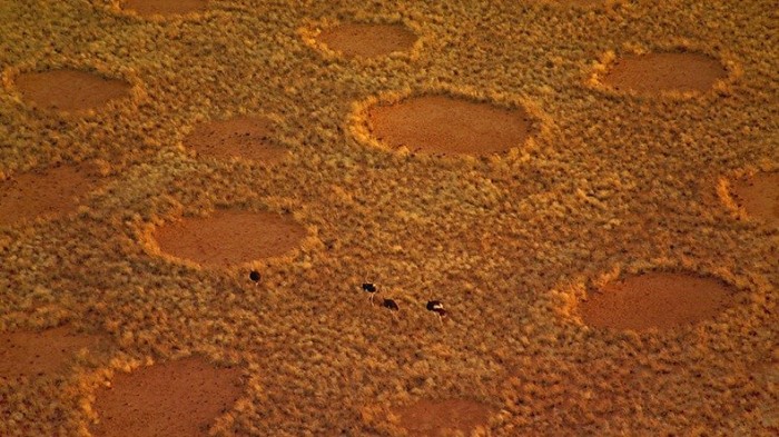 Mysterious circles in the Namib desert