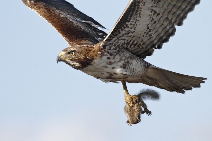 Hi, dinner: animals before eating