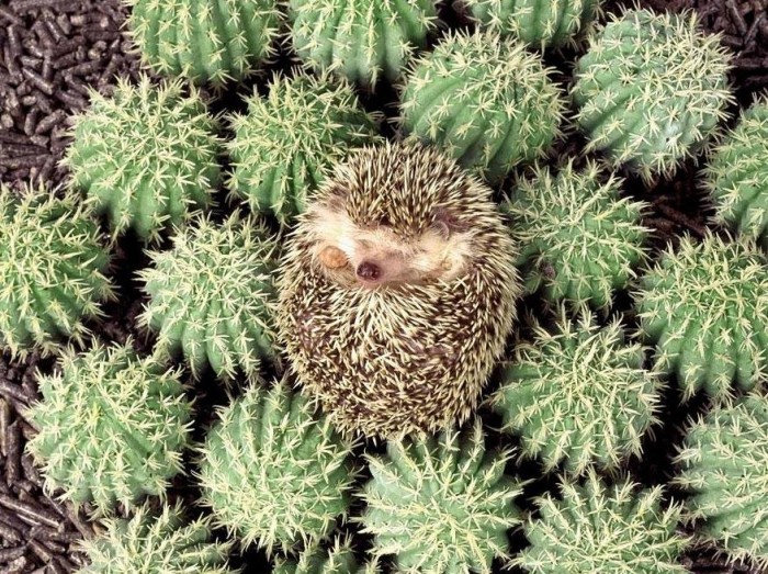 Vivid examples of camouflage animals