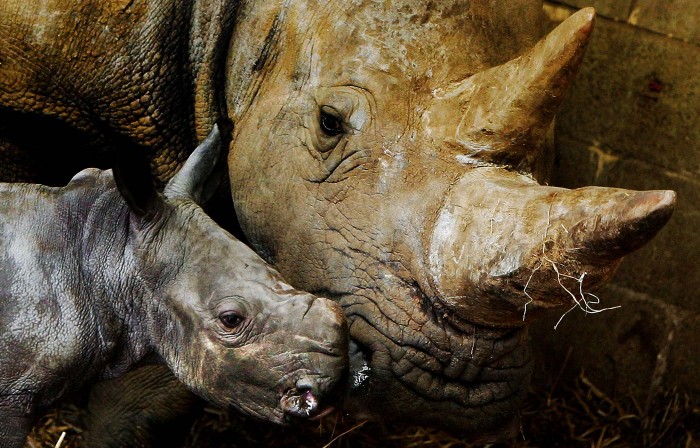 Mommies and their cubs on Mother's Day