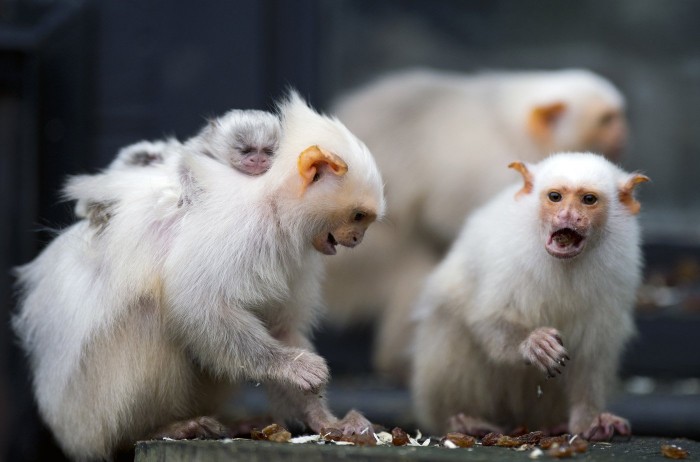 Mommies and their cubs on Mother's Day