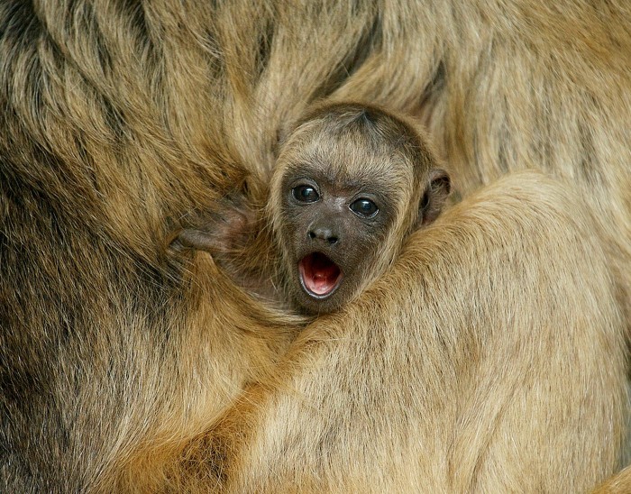 Mommies and their cubs on Mother's Day