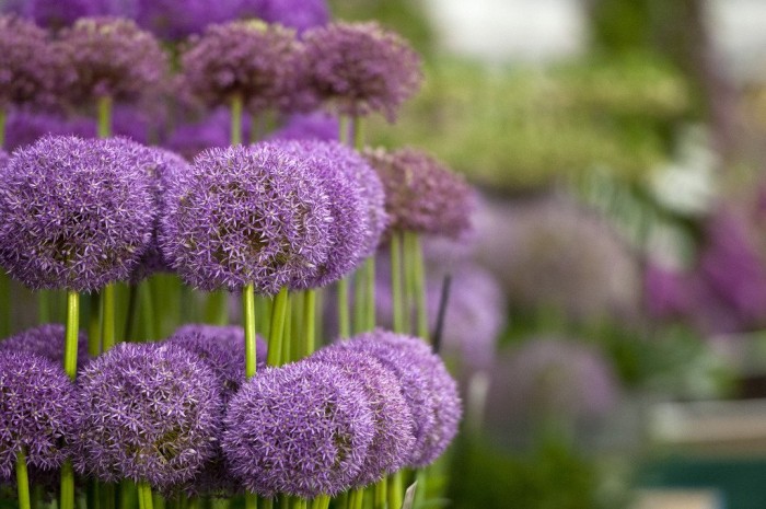 Все краски выставки цветов «Chelsea Flower Show 2013»