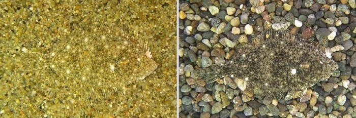 Vivid examples of camouflage animals