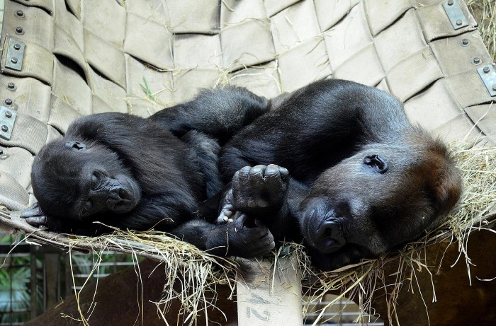 Mommies and their cubs on Mother's Day