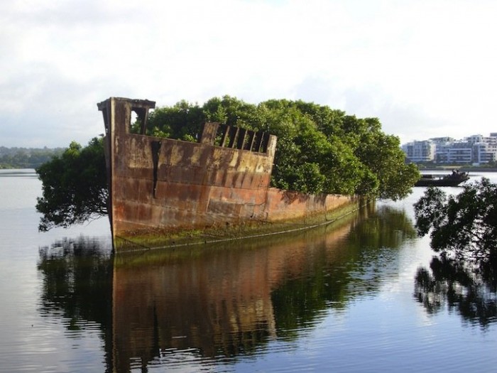 102-year-old abandoned ship with a floating forest