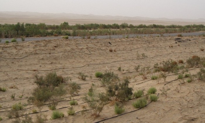Зелена облямівка найдовшого в світі шосе через пустелю