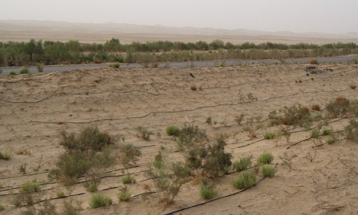 The green border of the world's longest highway through the desert