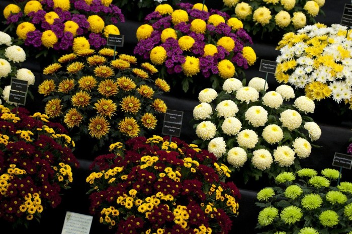 All the colors of the flower exhibition &