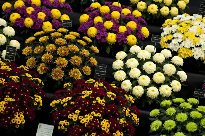 Все краски выставки цветов «Chelsea Flower Show 2013»